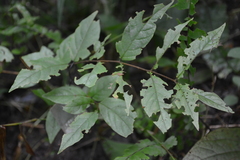 Rubus australis