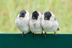 Sooty-Headed Bulbul photo 5