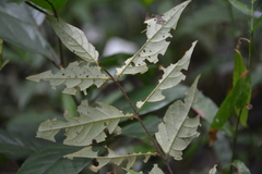 Rubus australis