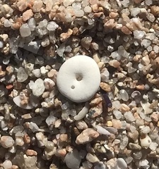 Echinocyamus pusillus