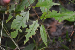 Rubus australis