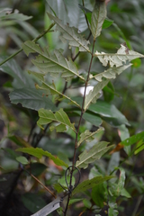 Rubus australis
