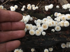 Mycena yirukensis