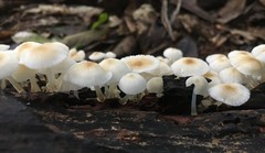 Mycena yirukensis