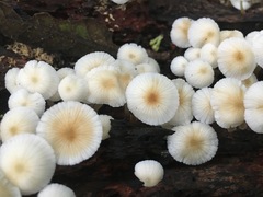Mycena yirukensis