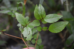 Rubus australis