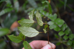 Rubus australis