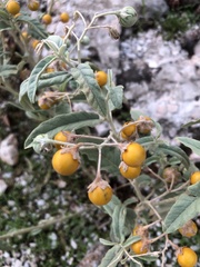 Solanum elaeagnifolium