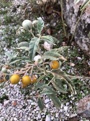 Solanum elaeagnifolium