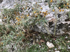 Solanum elaeagnifolium