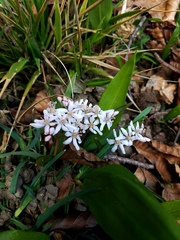 Scilla bifolia