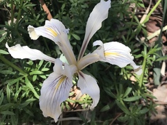 Iris fernaldii