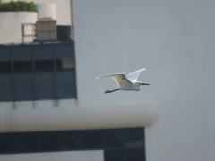 Egretta garzetta