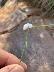 Cyperus ascocapensis