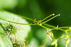 Impatientinum asiaticum