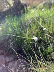 Cyperus ascocapensis