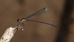 Lestoidea brevicauda