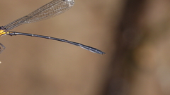 Lestoidea brevicauda