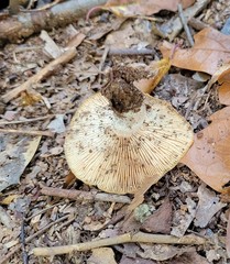Basidiomycota