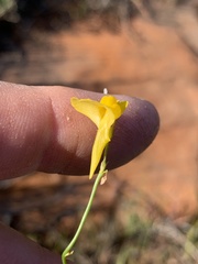 Utricularia prehensilis