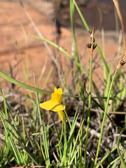 Utricularia prehensilis