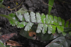 Adiantum zollingeri