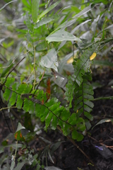 Adiantum zollingeri