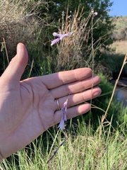 Dierama mossii