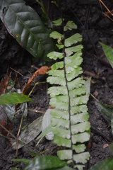 Adiantum zollingeri