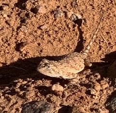 Agama aculeata distanti