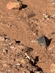 Agama aculeata distanti