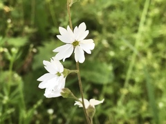 Lithophragma affine