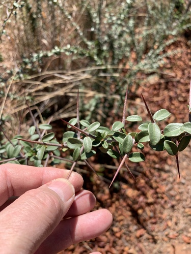 Gymnosporia polyacantha (Gymnosporia polyacantha)