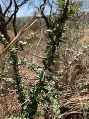 Gymnosporia polyacantha
