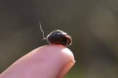 Pseudotrichia rubiginosa
