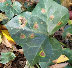 Colletotrichum trichellum