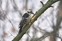 Dendrocopos leucotos