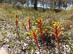 Anigozanthos bicolor decrescens