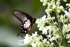 Pachliopta pandiyana