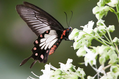 Pachliopta pandiyana