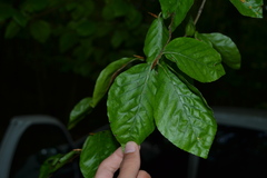 Fagus sylvatica