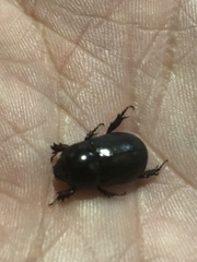 Euetheola
