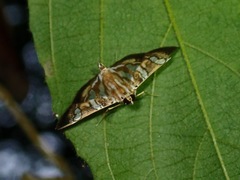 Chabula
