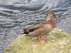 Anas platyrhynchos × zonorhyncha