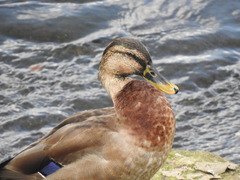 Anas platyrhynchos × zonorhyncha