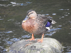 Anas platyrhynchos × zonorhyncha