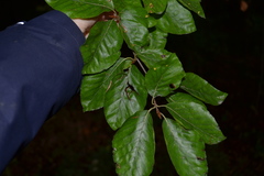 Fagus sylvatica