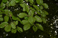 Fagus sylvatica
