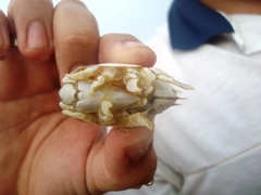 Emerita brasiliensis