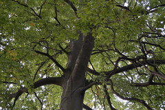 Fagus sylvatica